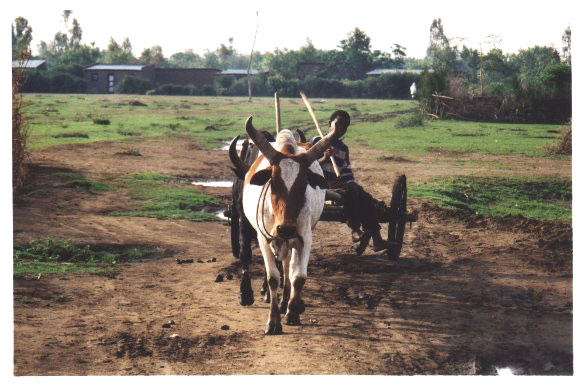 agriculture_transport_local